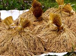 Setiap Musim Panen, Harga Gabah Kering di Derah Ini Anjlok